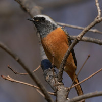 Daurian Redstart